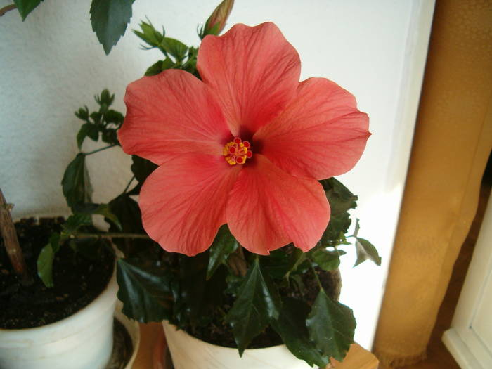 hibi - hibiscus