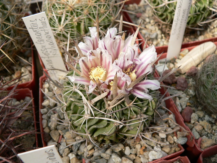 echinofossulocactus_xiphacanthus - genul Echinofossulocactus - Stenocactus