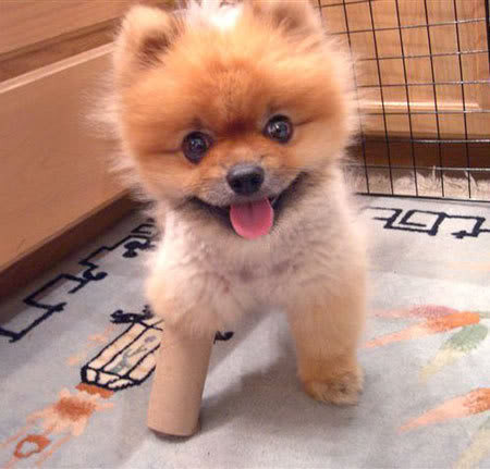 dog-cute-baby