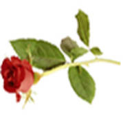 trandafir12