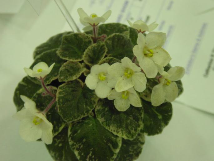 Deans_Arctic_Frost_2005avsa - violete de pe net