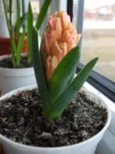 FPEDKUMKKOLOYBHINTI - flori