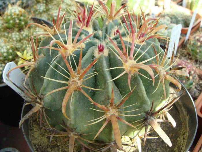 Ferocactus latispinus