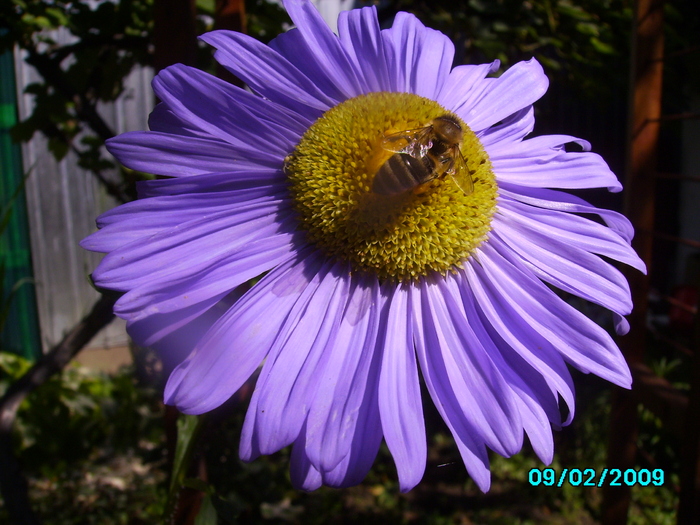 IMG_8585 - insecte si flori