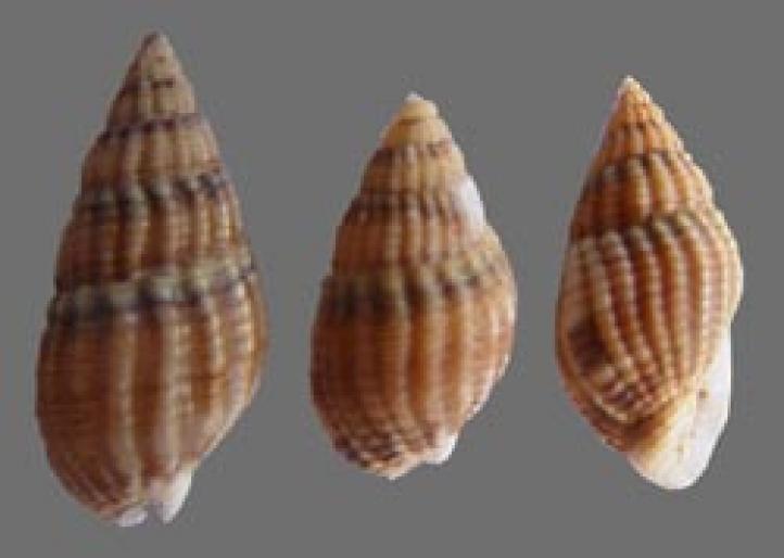 Shell096