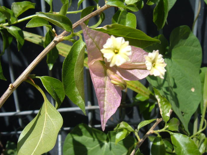 bouga lila - bougainvillea