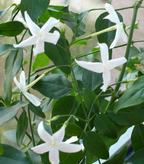 P1060094 - Alte plante