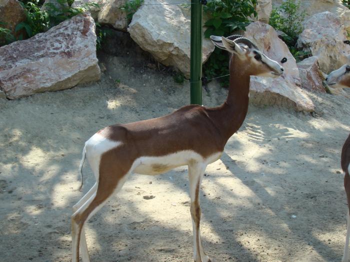 DSC05100 - Budapesta august 2008 Gradina Zoo