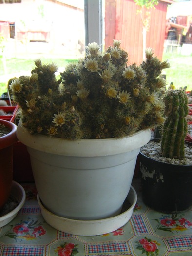 Picture 457 - cactusii mei