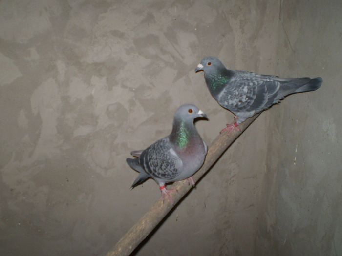 porumbei10 118 - porumbei la zbor din matca 2009