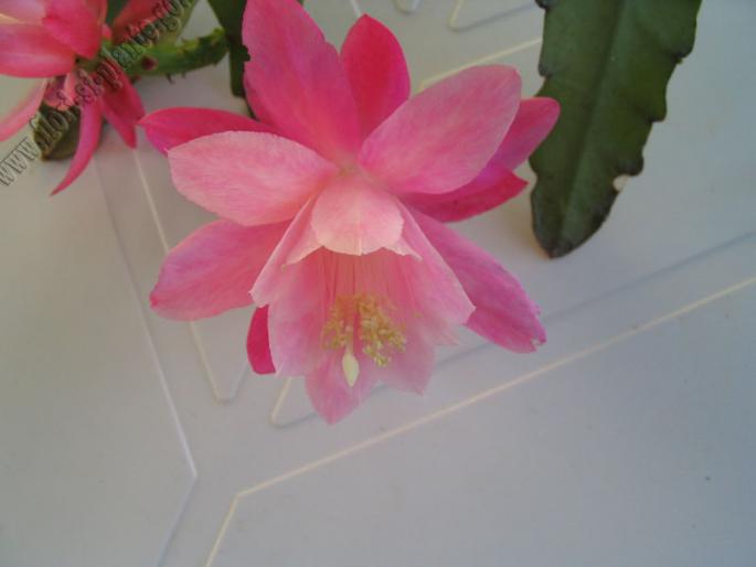 epiphyllum roz2 - Epiphyllum