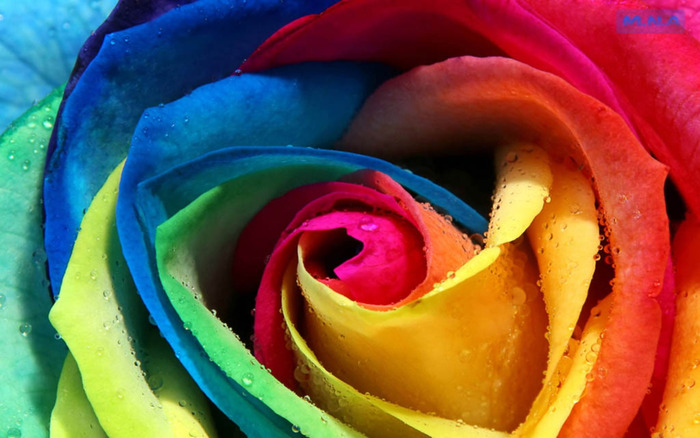 Colorful-Flower