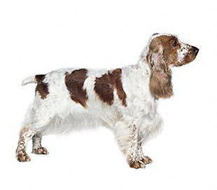 english_cocker_spaniel - Sporting