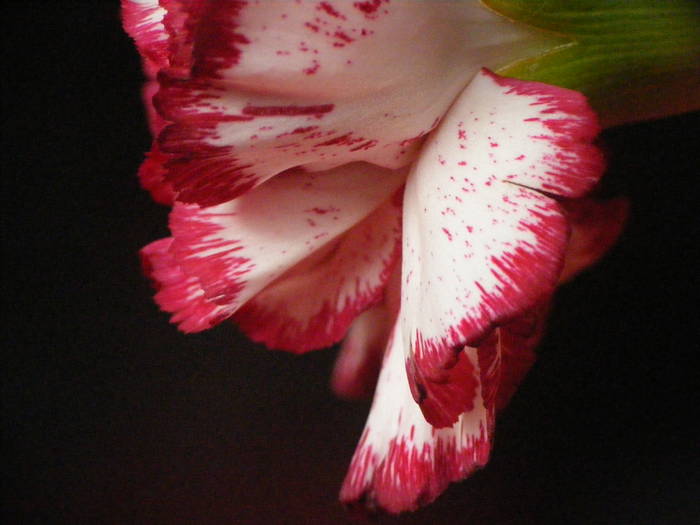 DSCF6606