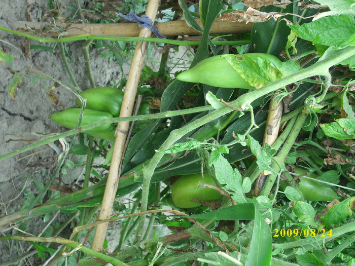 DSCI0441