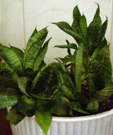 Sansevieria trifasciata "Hahnii" - Suculente