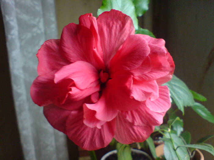 DSC03067 - Hibiscus 2009