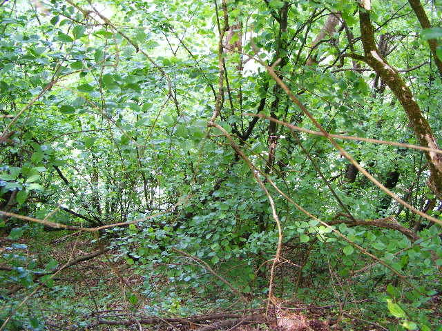 DSCF0596