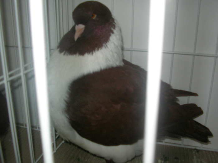 SANY0249 - poze expo 2009