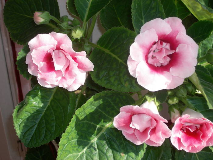 Gloxinia roz dublu - Flori - 2009