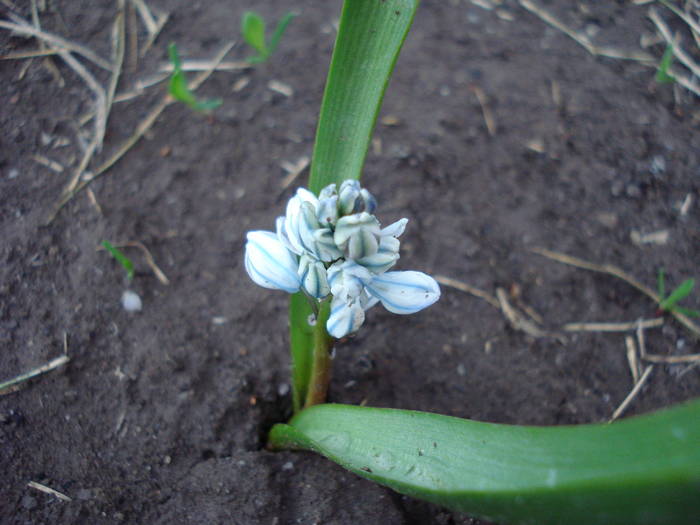 Puschkinia scilloides (2009, April 02) - PUSCHKINIA Scilloides