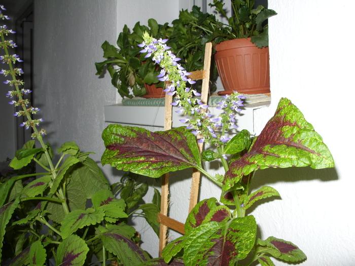 SDC16399 - flori in taina