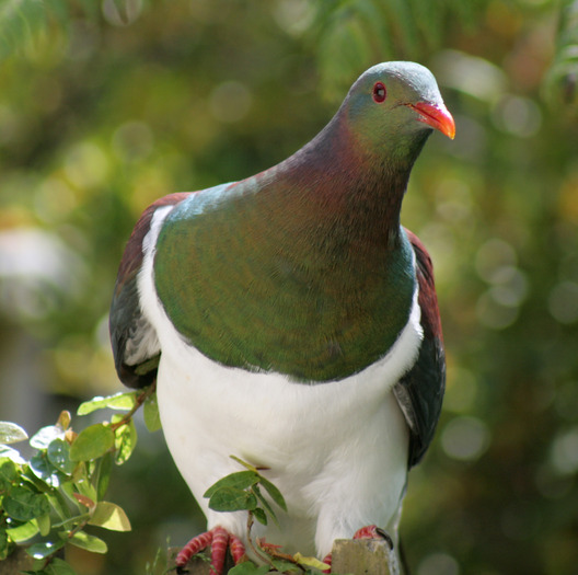 new-zealand-pigeon - PORUMBEI