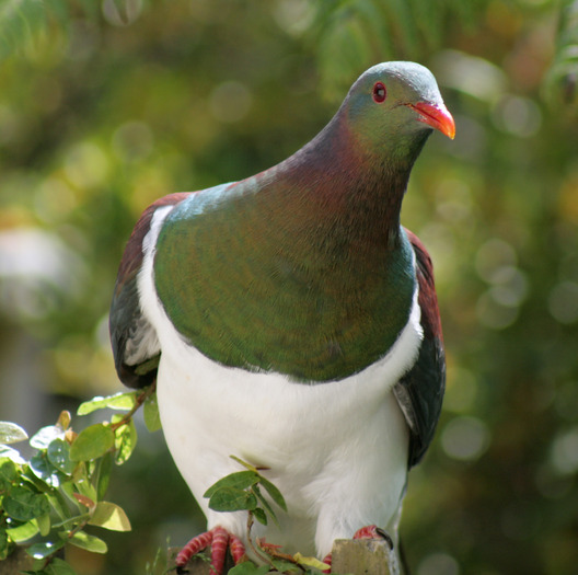 new-zealand-pigeon