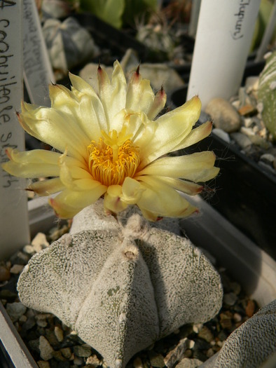 astrophytum_coahuilense_SB - genul Astrophytum