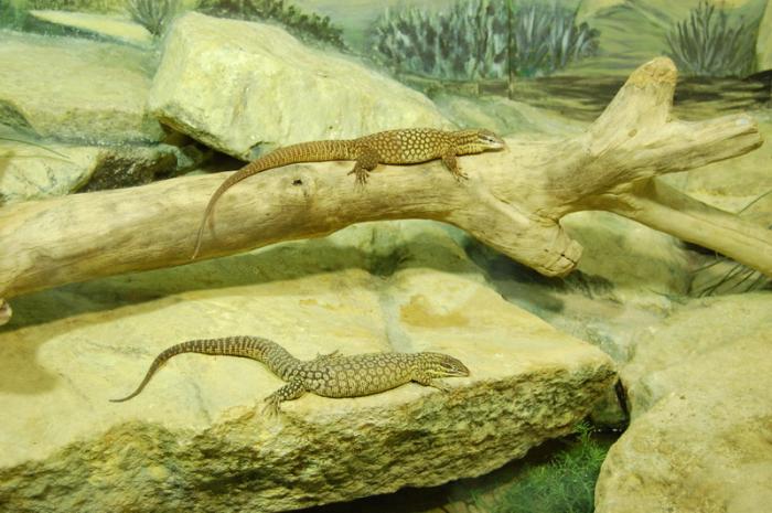 DSC_0111 - zoo amneville