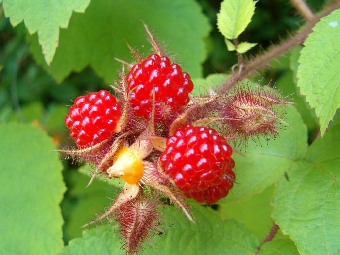 Rasberries