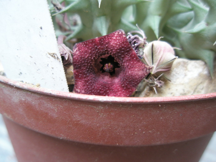 Huernia macrocarpa - floare 5.10.2008