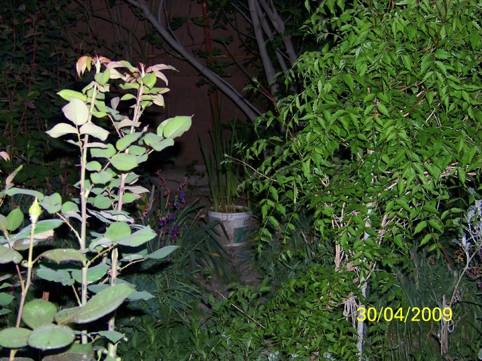 100_1331 - Primavara in curte  Timisoara