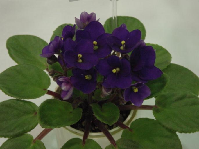 Optimara_Little_Inca_2005avsa - violete de pe net 1
