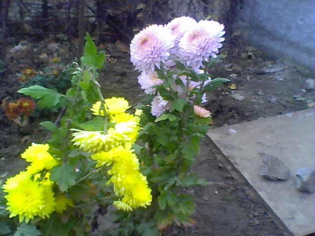 Picture 023 - crizanteme tufanele