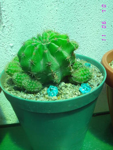 Echinopsis roz - CACTUSI