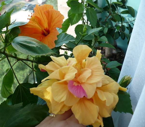 P1130492