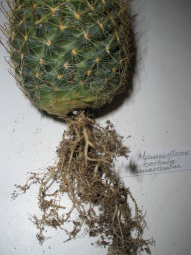 Mammillaria barbata (morricalii) - RADACINI de cactus