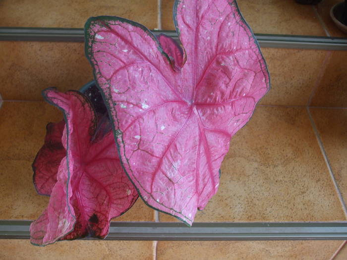 Picture 028 - caladium