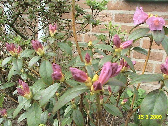 Rhododendron preacox 15 mart 2009