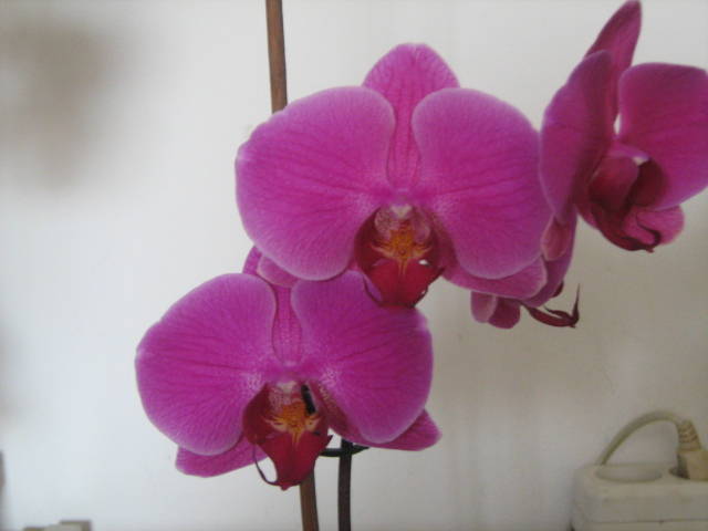 IMG_2666 - Orhideele in 2009