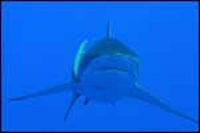 rechin_m - poze cu animale din mari si din oceane
