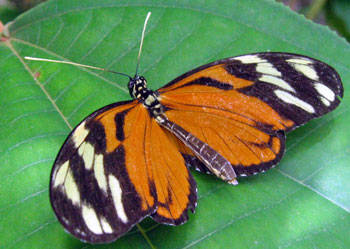 heliconiabutterfly[1] - insecte
