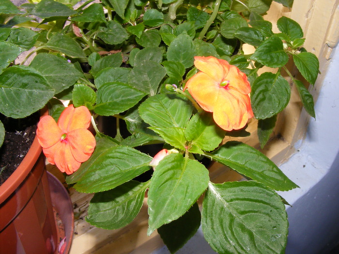 IMPATIENS