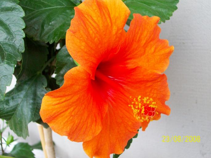 100_0104 - hibiscus