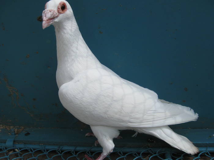 IMG_1253 - Porumbei  albi ornament