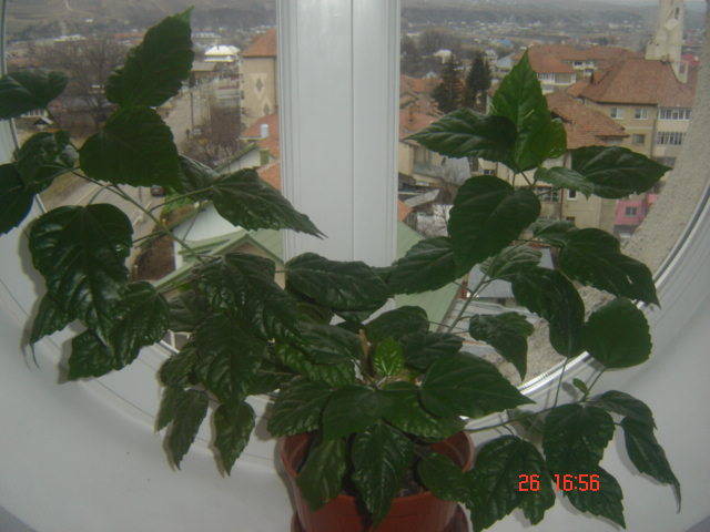 DSC00132 - florile mele