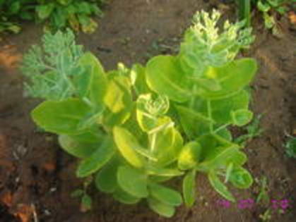 Sedum spectabile - Suculente