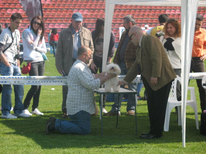 IMG_4819 - bichon frise