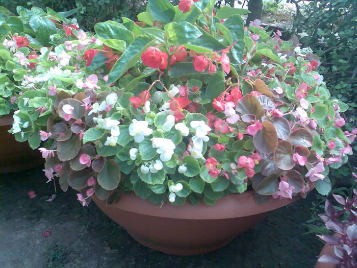 begonii; aranjament cu begonii, in mijloc - Begonia tuberosa
